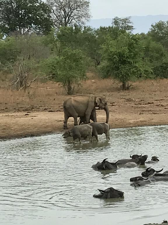 Dinesh Safari Homestay Удавалаве Екстер'єр фото