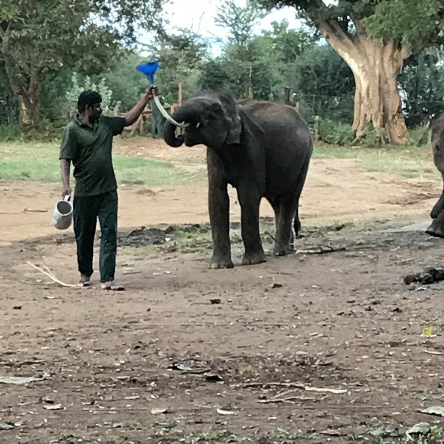 Dinesh Safari Homestay Удавалаве Екстер'єр фото