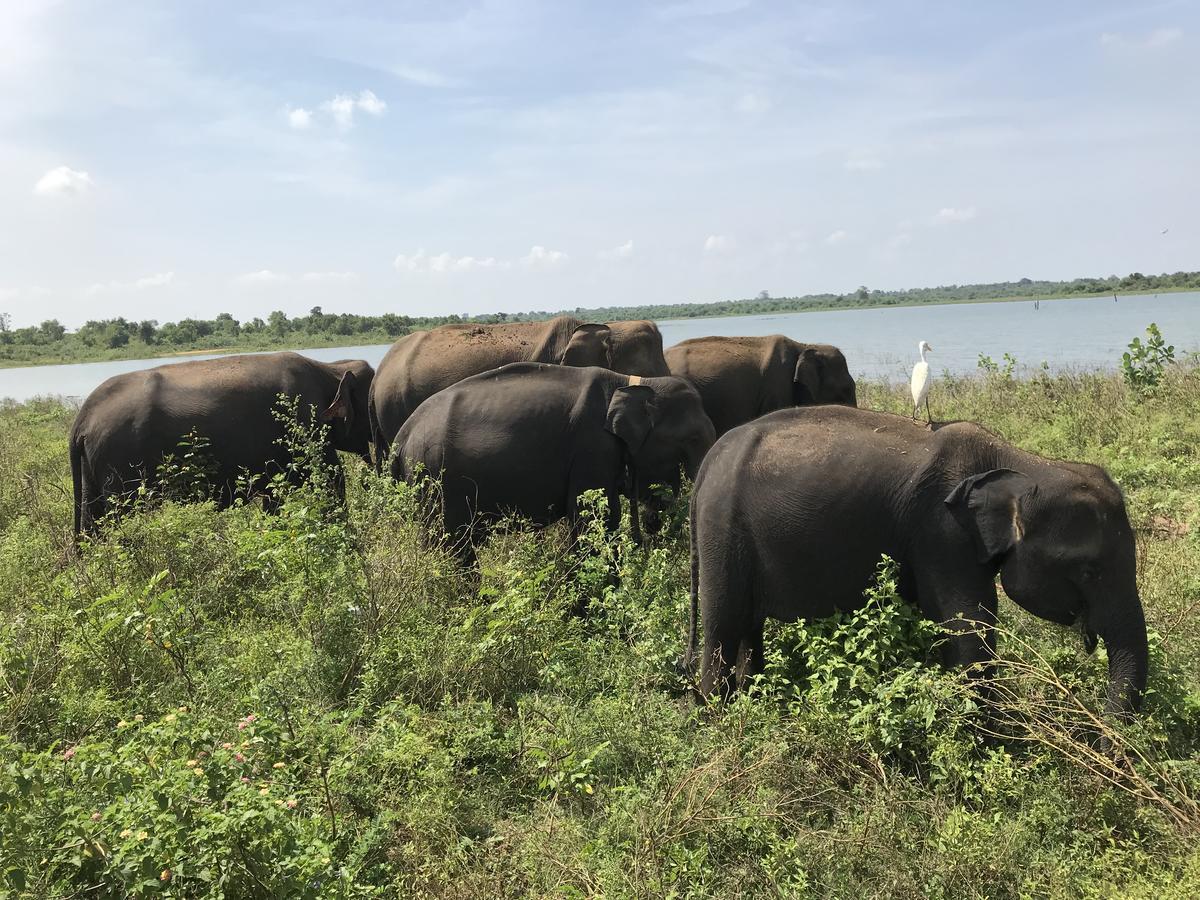 Dinesh Safari Homestay Удавалаве Екстер'єр фото
