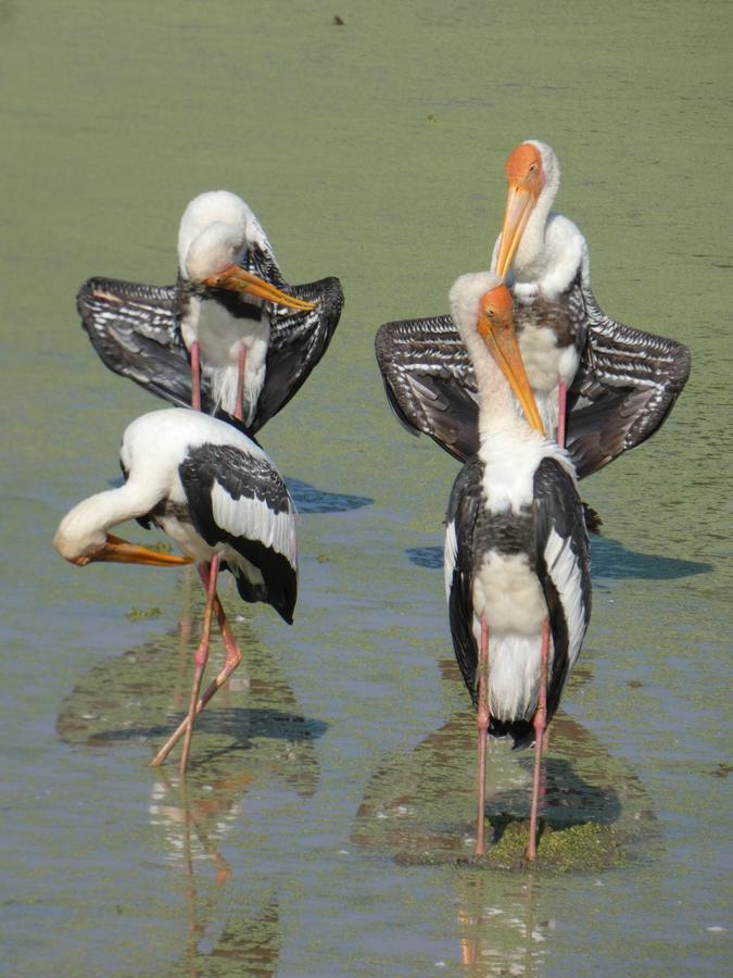 Dinesh Safari Homestay Удавалаве Екстер'єр фото