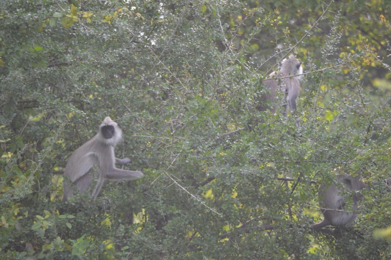 Dinesh Safari Homestay Удавалаве Екстер'єр фото
